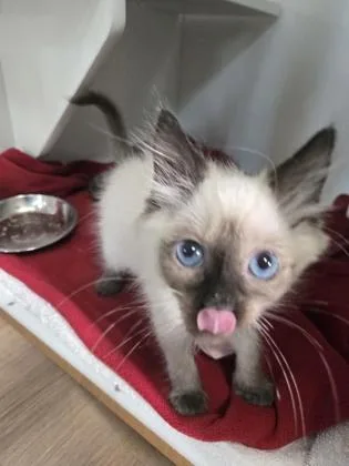 A baby small-sized female Siamese cat named Sabrina for adoption in Savannah, GA