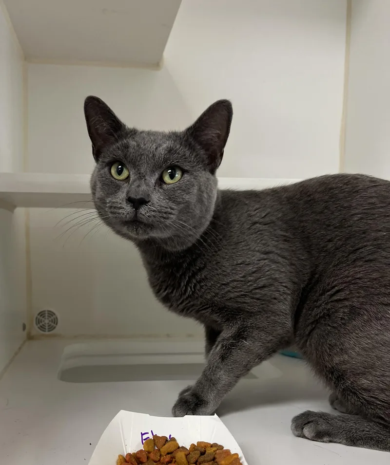 An adult medium-sized male Domestic Short Hair cat named Elias for adoption in Reisterstown, MD