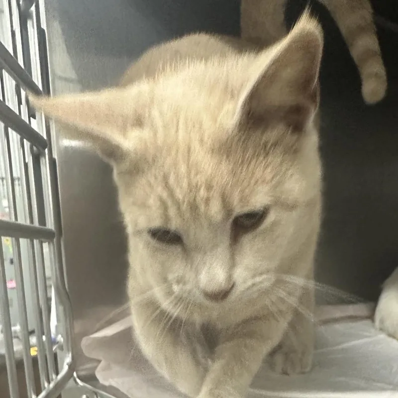 A young small-sized male Domestic Short Hair cat named Brooks for adoption in Corbin, KY