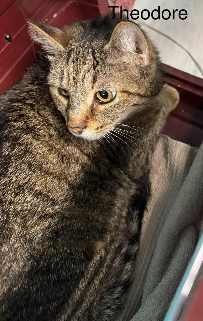 An adult large-sized male Domestic Short Hair cat named Theodore for adoption in Utica, MI
