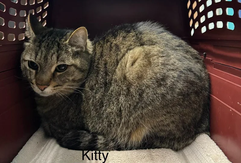 Theodore thumbnail 2