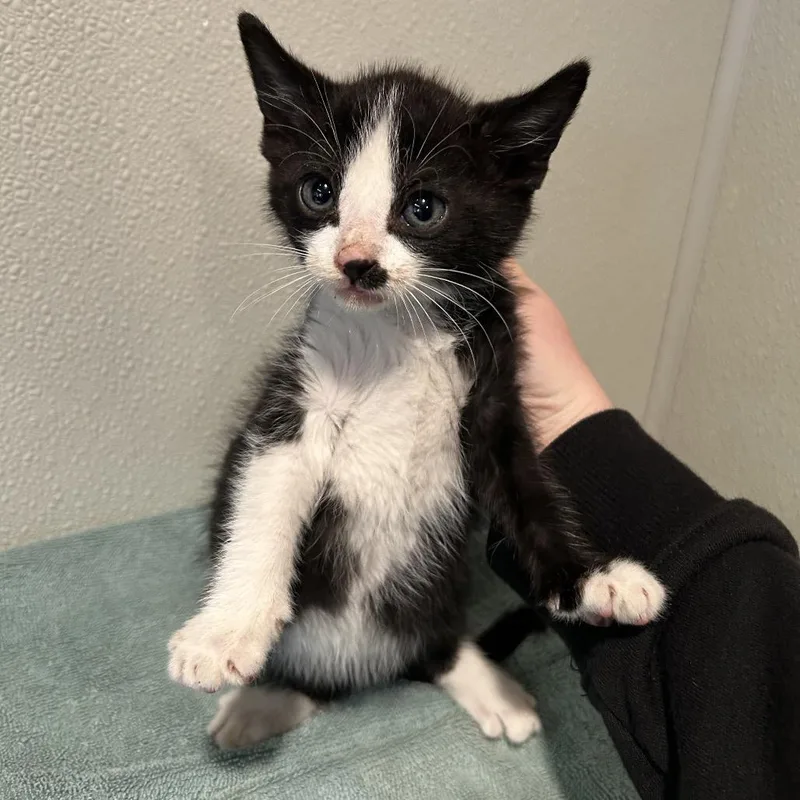 A baby small-sized male Black Domestic Short Hair cat named Stewie for adoption in San Gabriel, CA