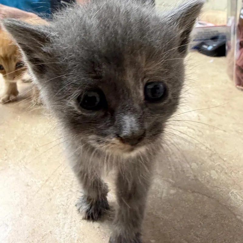 A baby small-sized female Domestic Short Hair cat named Grace for adoption in Madisonville, KY