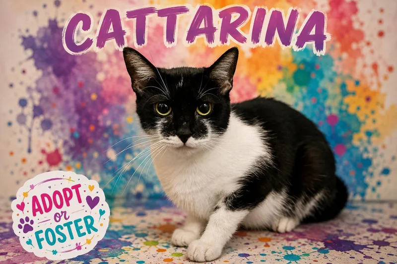 An adult medium-sized female Black & White / Tuxedo Domestic Short Hair cat named Cattarina for adoption in Greenville, DE