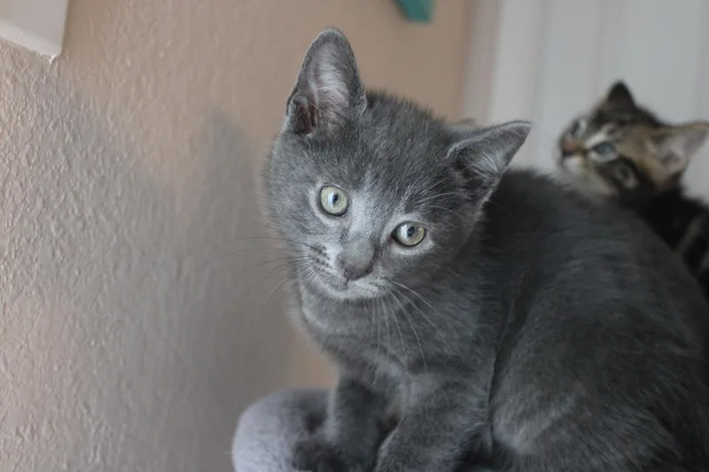A baby medium-sized male Gray / Blue / Silver Domestic Medium Hair cat named Tony Stark for adoption in Colbert, GA