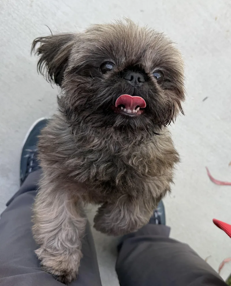 An adult small-sized male Sable Shih Tzu dog named Teddy Bear for adoption in Los Alamitos, CA
