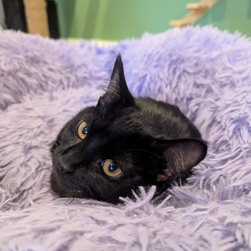 Nova
