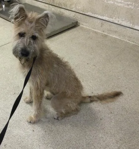 A young small-sized female Terrier dog named Tori for adoption in Riverside, CA