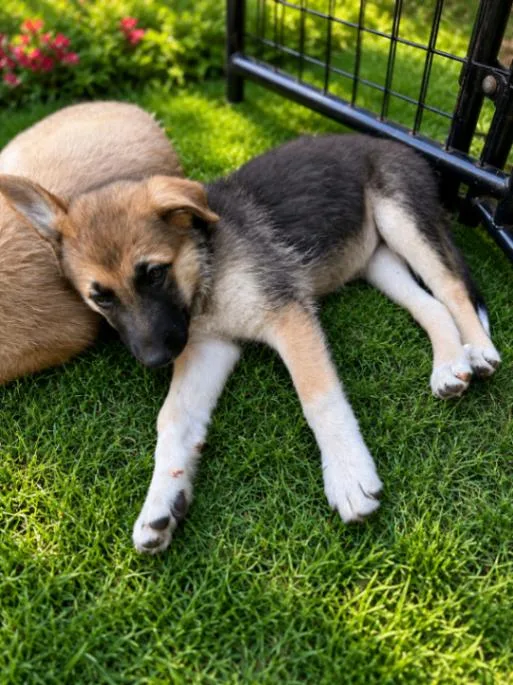 A young large-sized female German Shepherd Dog dog named Tova for adoption in Seattle, WA