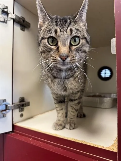 An adult medium-sized female Domestic Short Hair cat named Elsa for adoption in Louisville, KY