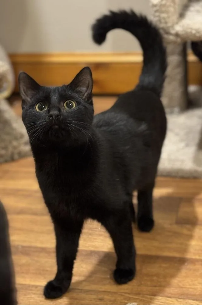 Shy Violet Rainbow Brite