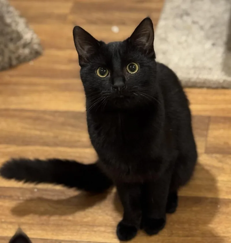 Shy Violet Rainbow Brite thumbnail 2