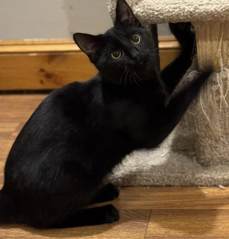 Shy Violet Rainbow Brite thumbnail 4