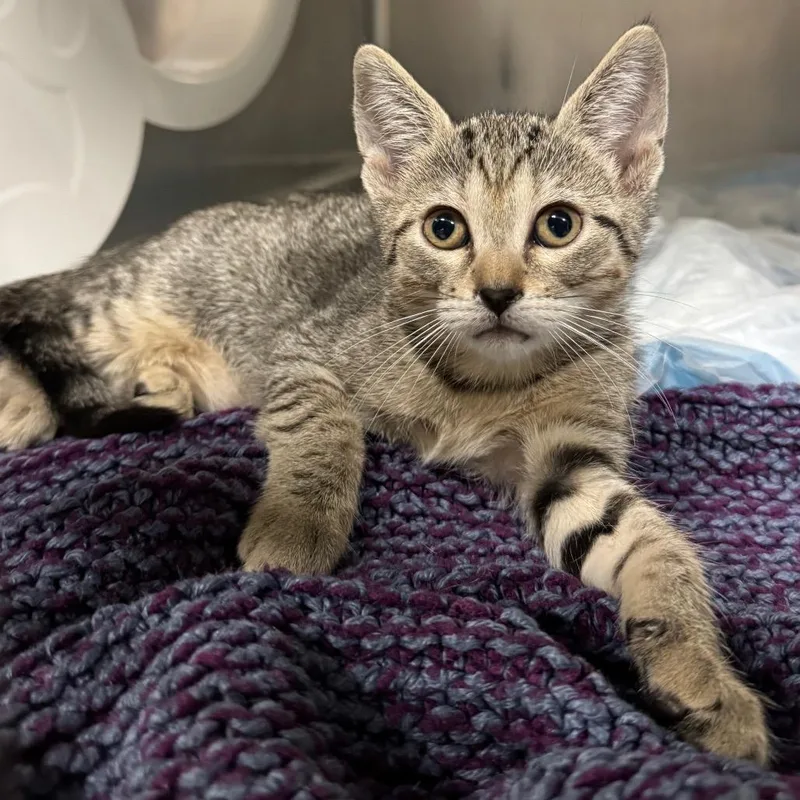 A baby small-sized female Brown / Chocolate Domestic Short Hair cat named Pearl for adoption in West Palm Beach, FL