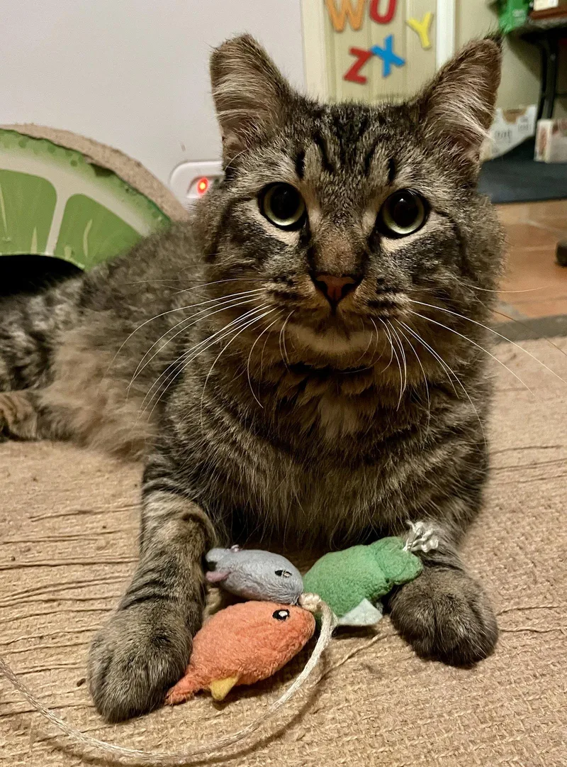 An adult medium-sized male Domestic Medium Hair cat named Mortise for adoption in Long Beach, CA