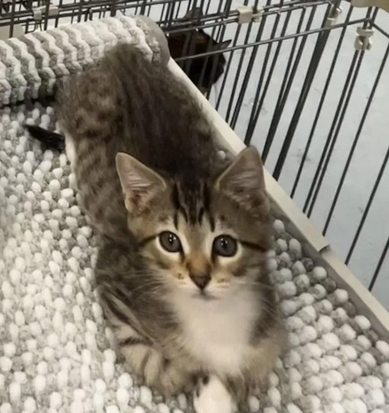 A baby medium-sized male Domestic Short Hair cat named Sparky  Meet me for adoption in Elkins, WV