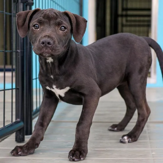 A baby large-sized female Black Pit Bull Terrier dog named Marceline for adoption in Bradenton, FL