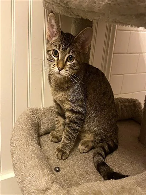 A baby small-sized male Domestic Short Hair cat named Playa for adoption in Sacramento, CA