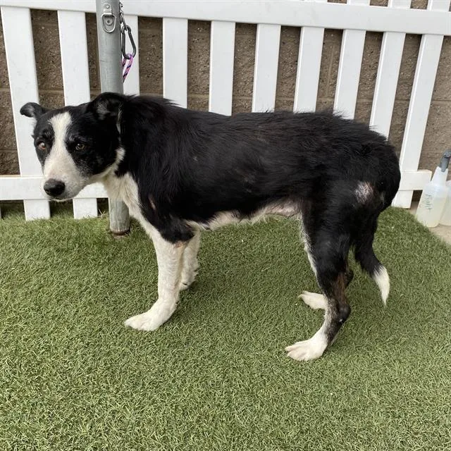 An adult medium-sized female Border Collie dog named Winnie for adoption in Modesto, CA