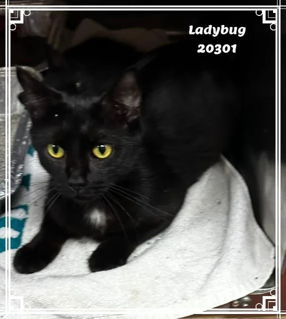 Ladybug