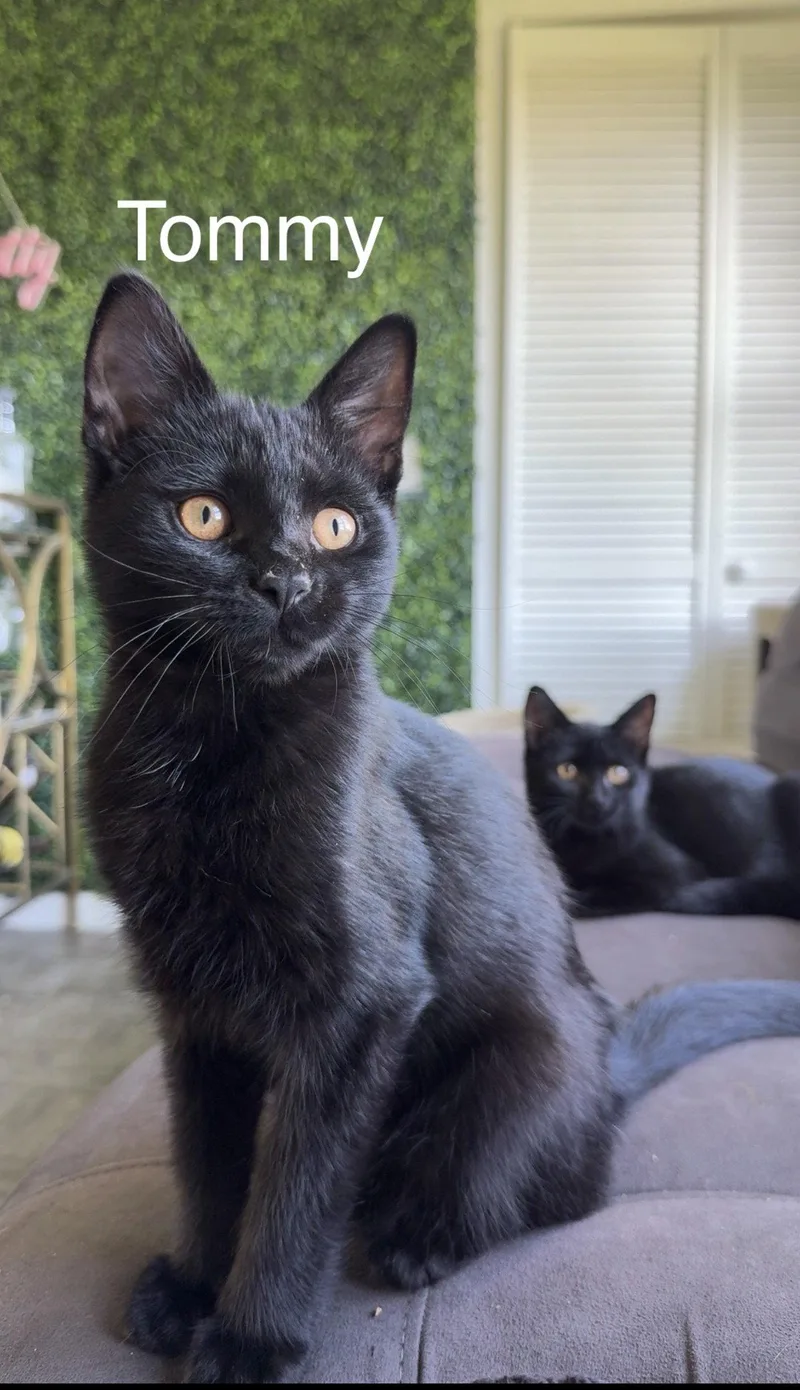 A baby medium-sized male Black Domestic Short Hair cat named Mavis & Tommy for adoption in Rochester, NY