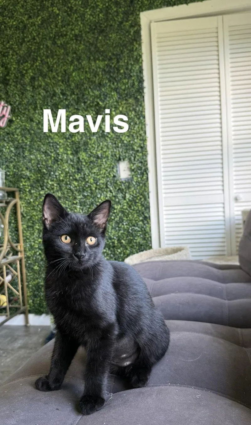 Mavis & Tommy thumbnail 2