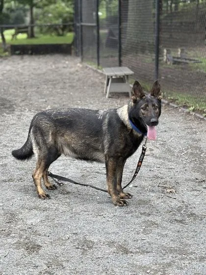 An adult large-sized female Mixed Breed dog named Estrella for adoption in Fairfax, VA