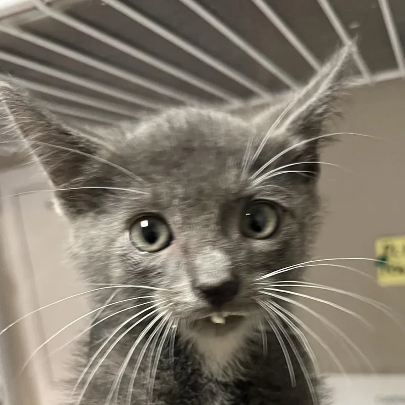 Bowie