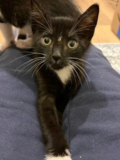 A baby small-sized male Domestic Short Hair cat named Mickey for adoption in Bellevue, WA