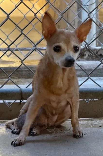 A senior small-sized female Yellow / Tan / Blond / Fawn Chihuahua dog named Sissy for adoption in Blue Springs, MO