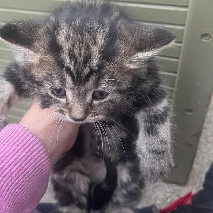 A baby small-sized female Gray / Blue / Silver Domestic Medium Hair cat named Duchess for adoption in Ringtown, PA