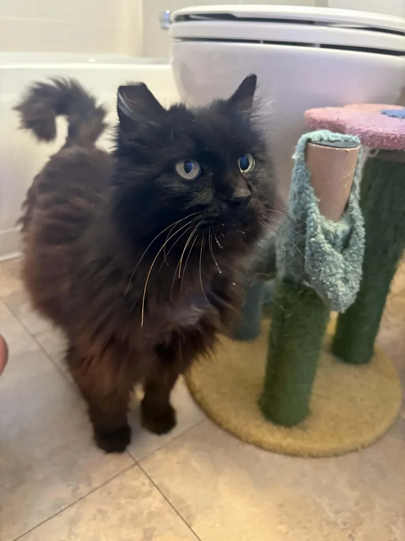 An adult medium-sized male Black Domestic Long Hair cat named Charlie Muppet for adoption in Aurora, CO