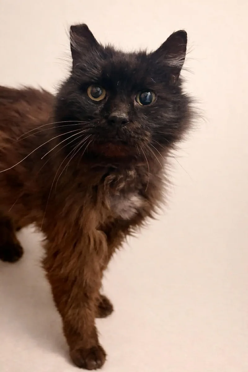 Charlie Muppet thumbnail 2