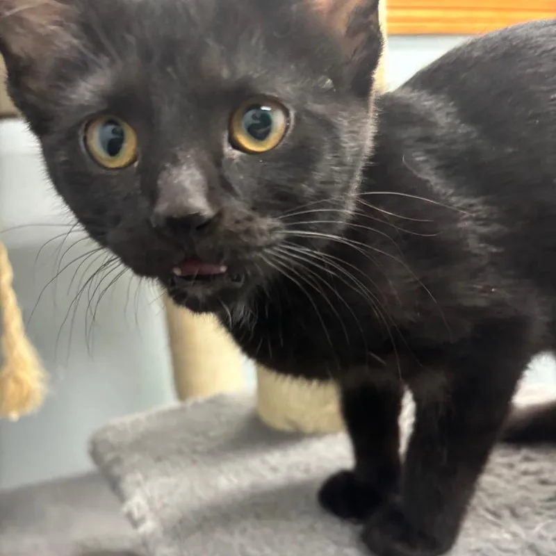 A young medium-sized female Domestic Short Hair cat named Elvira for adoption in Crookston, MN
