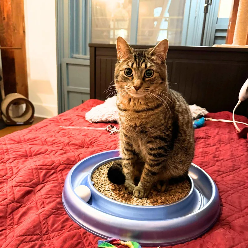 Sir Isaac Mewton thumbnail 2