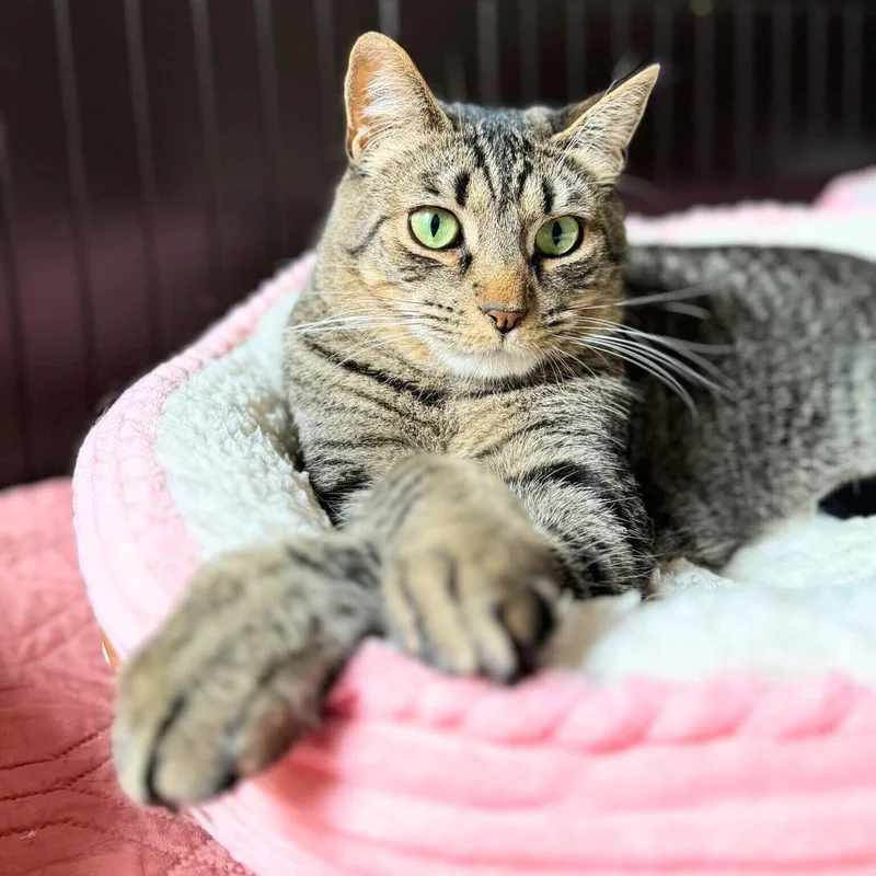 Sir Isaac Mewton thumbnail 3