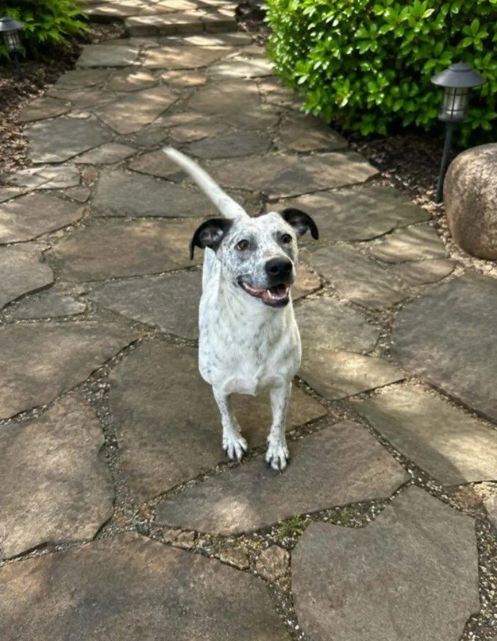 An adult medium-sized female Catahoula Leopard Dog dog named Dottie for adoption in Winter haven, FL