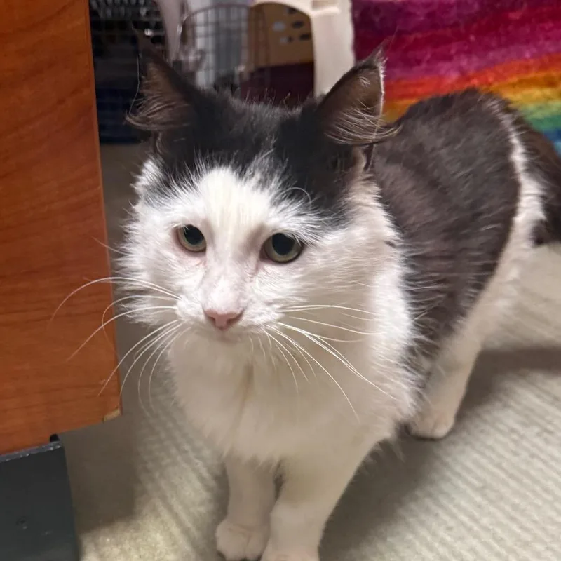 An adult medium-sized female Domestic Medium Hair cat named Frieren for adoption in Cumming, GA