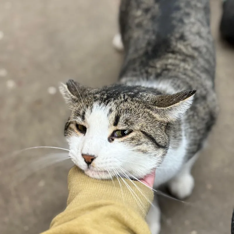 A young small-sized male Domestic Short Hair cat named Timmy for adoption in Bottineau, ND