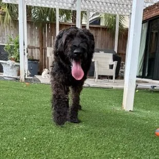An adult large-sized female Black Russian Terrier dog named Roxy for adoption in Houston, TX