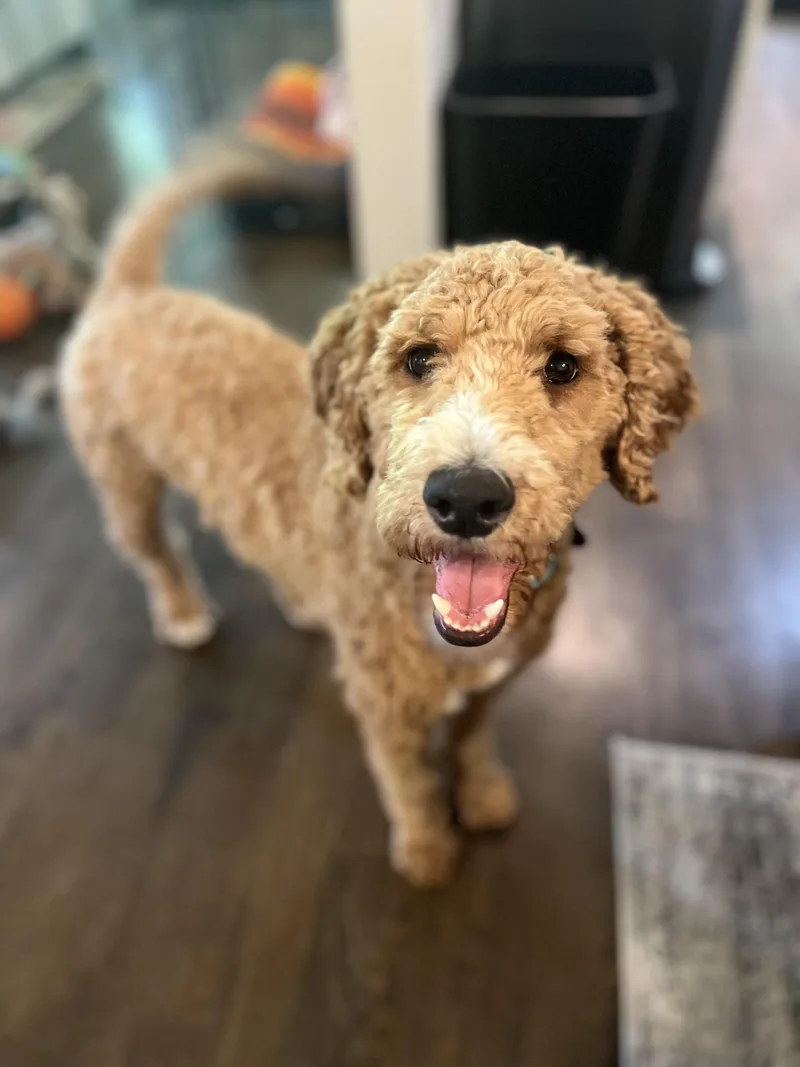 A young medium-sized male Goldendoodle dog named Kai for adoption in Atlanta, GA