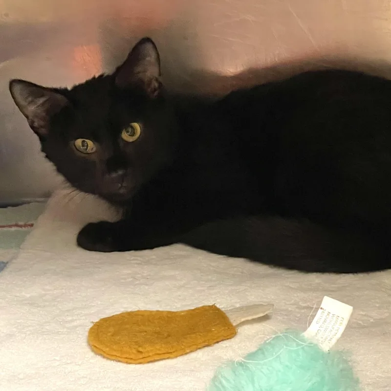 An adult medium-sized female Black Domestic Medium Hair cat named Enchilada for adoption in Elyria, OH