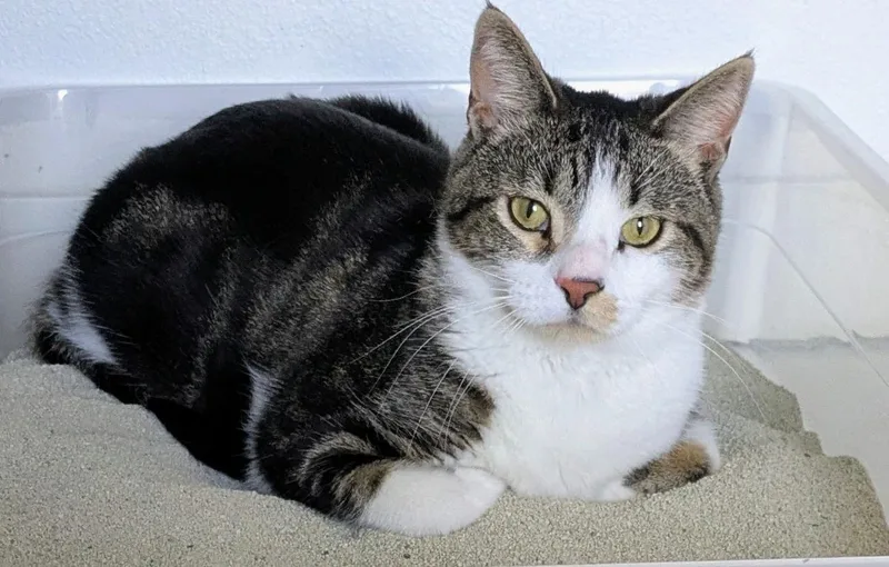An adult large-sized male Tabby (Brown / Chocolate) Domestic Short Hair cat named Royal for adoption in Omaha, NE