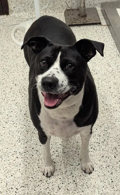 An adult medium-sized female Mixed Breed dog named Lady Lou for adoption in Atlanta, GA