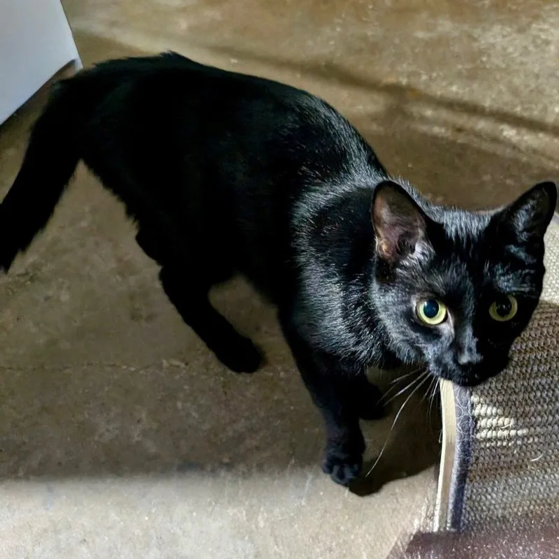 A young medium-sized female Black Domestic Short Hair cat named Candy for adoption in Garland, TX