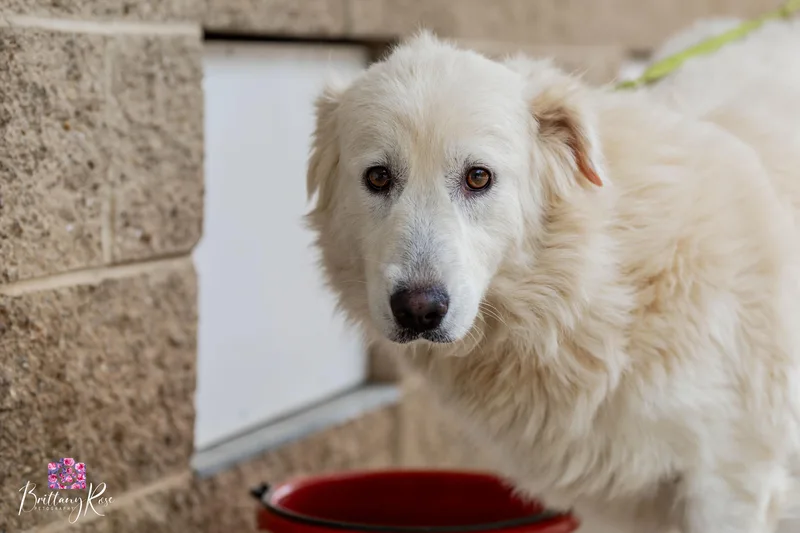 An adult large-sized female White / Cream Maremma Sheepdog dog named Eden for adoption in Powhatan, VA