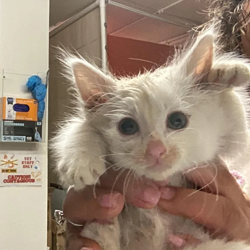 A baby small-sized female White Domestic Long Hair cat named Mushi for adoption in Morgan Hill, CA