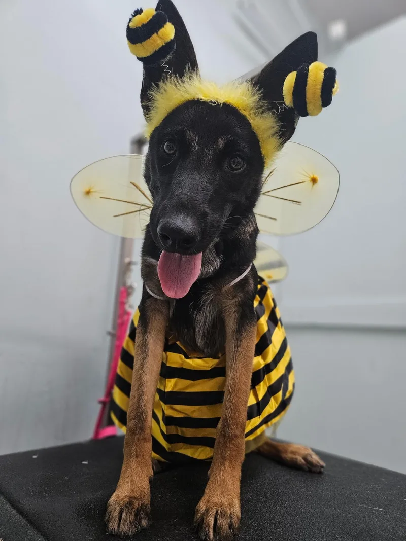 A young large-sized female Belgian Shepherd / Malinois dog named Kona for adoption in Duxbury, MA