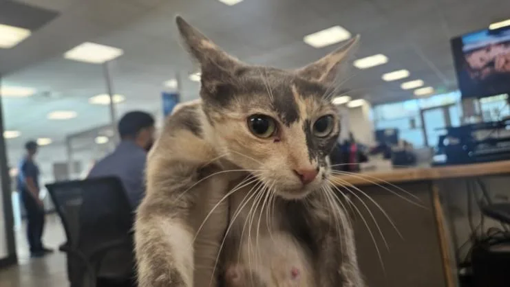 A young medium-sized female Domestic Short Hair cat named Carla for adoption in Van Nuys, CA