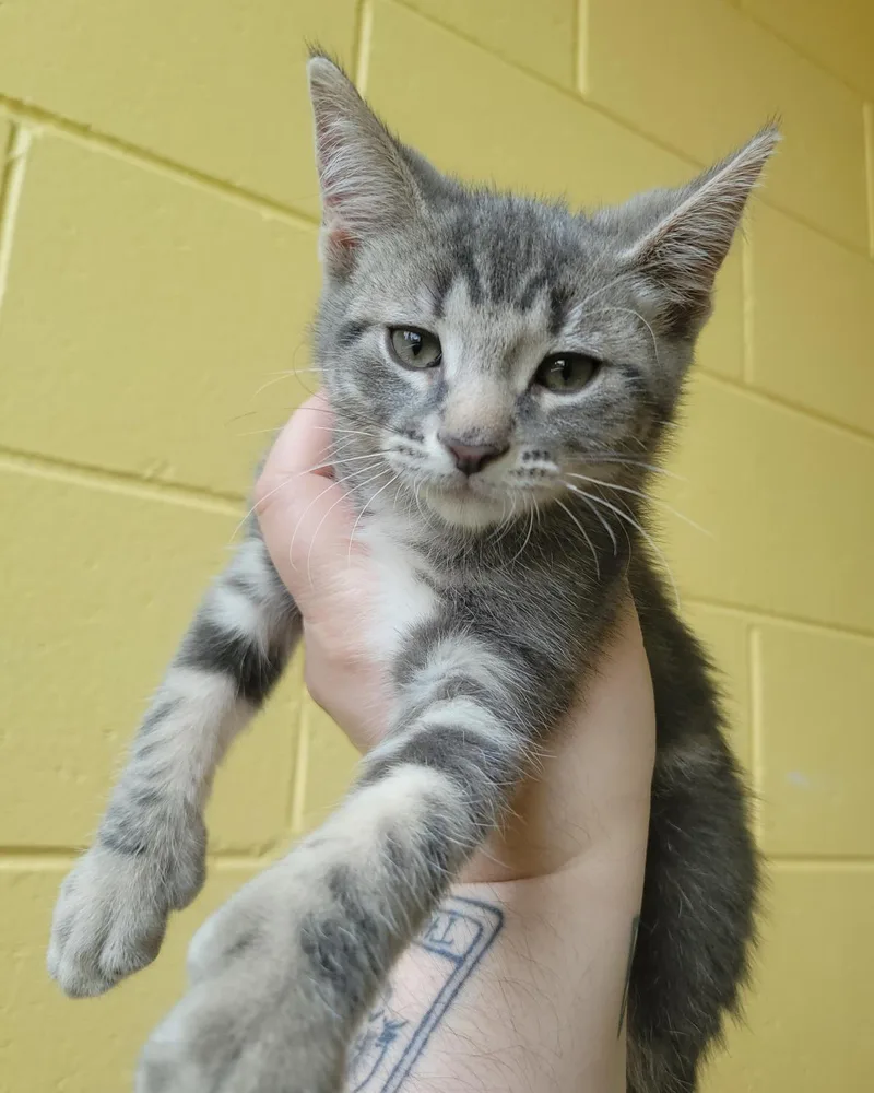 A baby medium-sized male Gray / Blue / Silver Domestic Short Hair cat named Ballad for adoption in Plover, WI